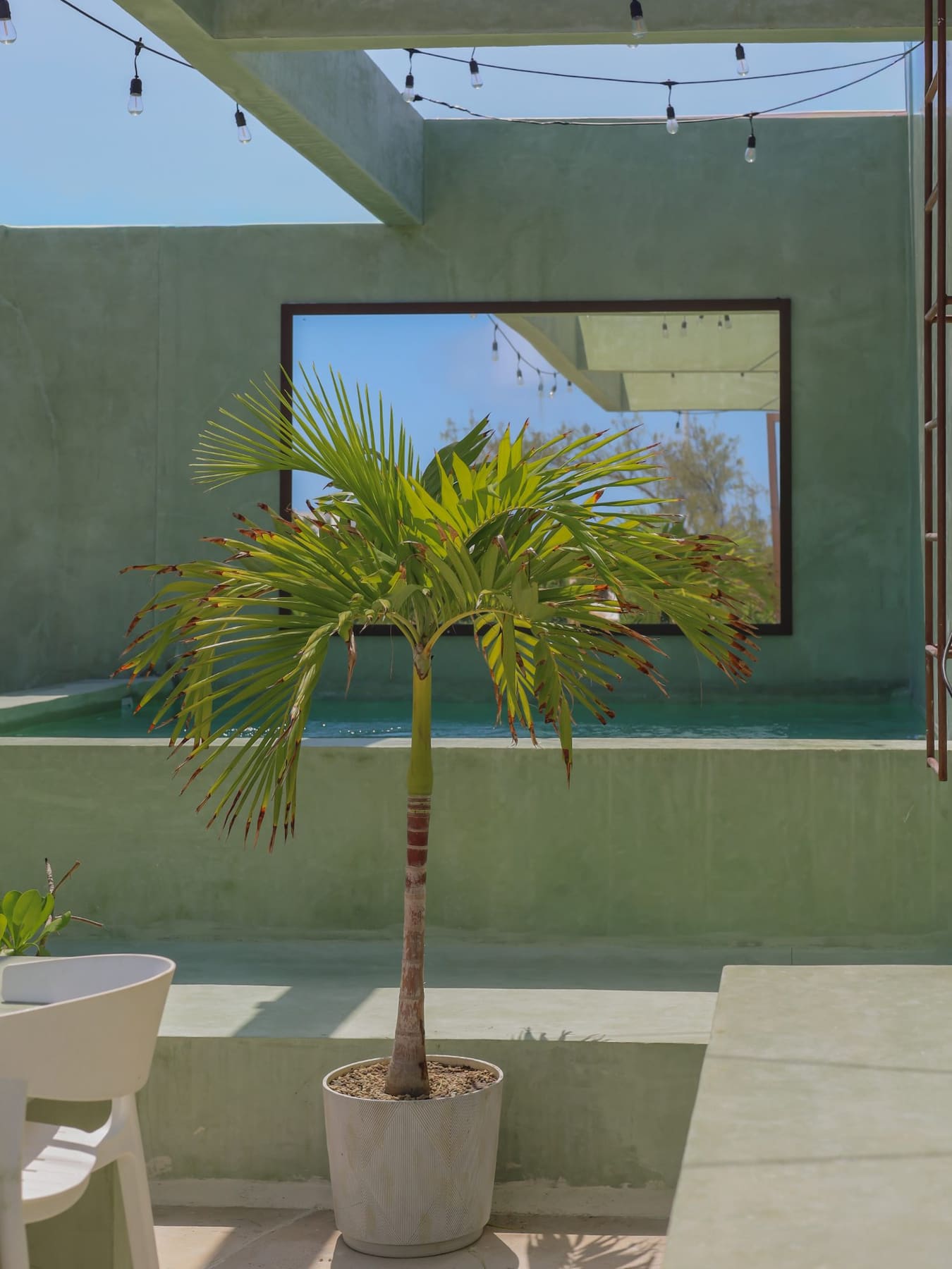 Palms beside the water